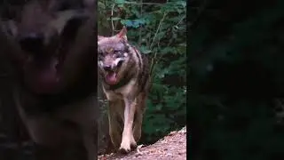 GERMAN SHEPARD ATTITUDE WALK #germanshepherd #powerfuldogs #youtubeshorts #gsd #doglover #petlover