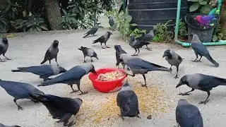 Different kauwa ki awaz - কাকের ডাক Crow Sound Loudly | Kaka sound and noises of Crow birds &alpha;203