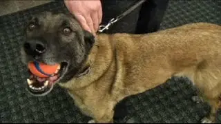 Brooklyn Park police dog back on job after emergency surgery