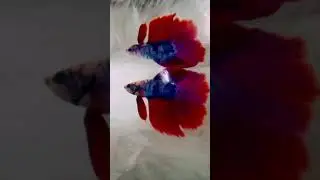 Doubletail Betta #shorts