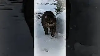 &laquo;Мороз и солнце; день чудесный!&raquo; - но дома тепло.. #cat #cute #barsik