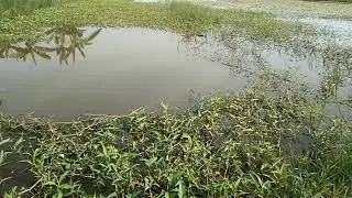 mancing mujahir babon || umpang lumu jitu | mancing nila babon