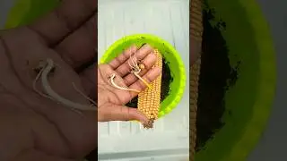how to grow corn plants at home from seeds |new tips growing corn  #viral #shortvideo #shorts