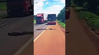 giant snake crossing the road