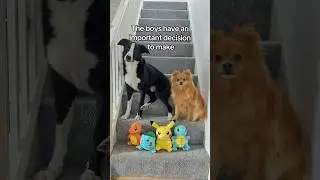 Which Starter Will They Choose? #pokemon #dog #shorts