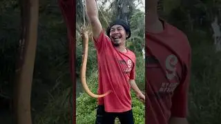 Ciri-ciri lubang belut yg ada penghuninya #shots #fishing #viralvideo #mancing