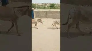 Donkeys Walk on Street of USA - Donkey Walking #viral #animals #donkey #viralvideo #usa