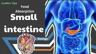 Small intestine and food absorption | Physiology | Biology | Ladder Tips