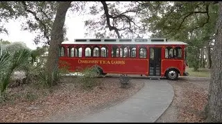 4K AMERICA'S ONLY TEA FARM WADMALAW ISLAND CHARLESTON SOUTH CAROLINA