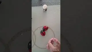 ladybug using walnut shell
