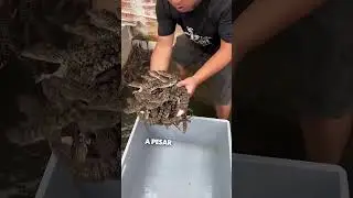 Encontr&oacute; Cocodrilos Beb&eacute; en su Casa ❤️
