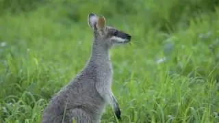 Pretty faced Wallaby - Carnavon Gorge