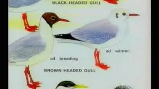 BROWN HEADED GULL - Video Bird Guide