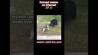 MEME FOUND IN INTERNETEP.8(cat) #funny #funnyshorts#viral #viralshort #meme #memesdaily #cat #animal