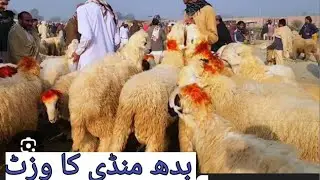 14 January 2026 DG Khan mandi ka visit 