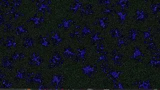 300k particles | Primordial particle system