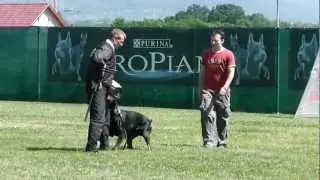 dobermann male Focus Shotgun on ZTP