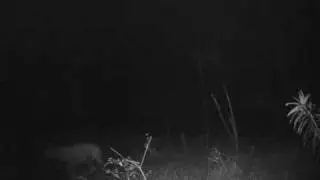 Feral dogs