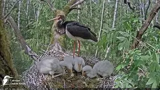 LDF.30min laikā abi vecāki ielido ar ēdienu 🥰🐸30 minutes both parents arrive with food  10.06.24