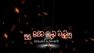 සුදු පිච්ච හැඩ වැටුනු ( sudu pichcha ) | RJ MUSIC #subscribe