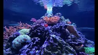 Спрятанный Микки на морском еже в парке развлечений Epcot World of Nature Living With The Seas Wa...