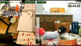2026/01/05 月【LIVE】猫のニコリロライブ配信