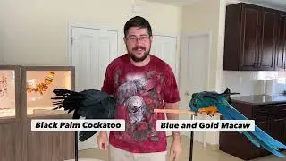 Palm Cockatoo vs Macaw Size Difference