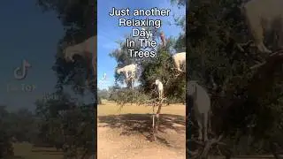 Just Goats Relaxing In The Trees 🌳 #goats  #enjoy #goatstuff #funshort #funnynature #cuteanimals