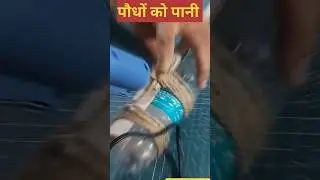 Revive Your Plants!  DIY#DIYCraft​​ #WasteToBest​​ #GoldenVase​​ #viral #short #shorts #shortvideo