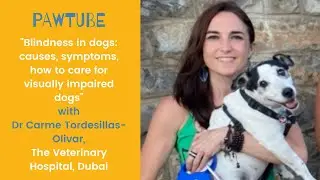Blindness in dogs: causes, symptoms, how to care for visually impaired dogs, first aid tips