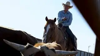 Seismic Cat - Hershberger Horse Sale Video