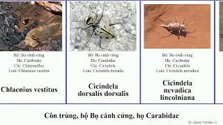 C&ocirc;n tr&ugrave;ng, bộ Bọ c&aacute;nh cứng, họ Carabidae cicindela bembidion carabus minimum insect japonica Rum