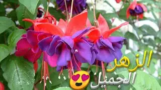 زراعة نبات حلق الست في المنزل