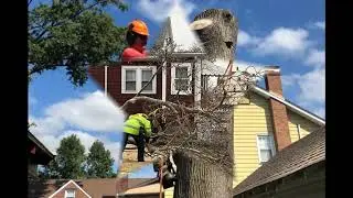 Tree Service in Northern New Jersey