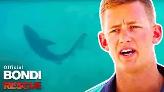 Bull Shark Spotted At Bondi Beach