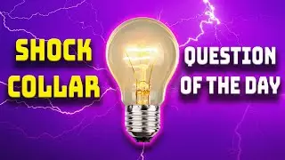 Humdingers and Summer Flingers - Ep. 1183 (Shock Collar Question) | Brooke and Jeffrey