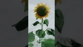 Ngedit yuk