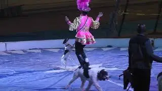 Dogs at Tigris Shrine Circus