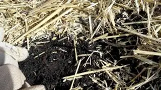 GrowAsis Explains the Value of Straw
