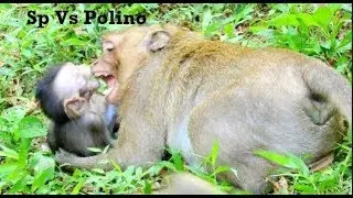 Funny And Surprise Day!Poor Monkey Sweetpea Bit Play With Brother Polino,Sweet Family Nursing Polino