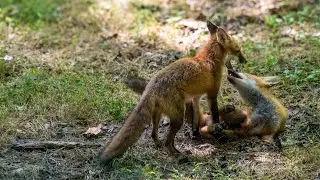 The Nature of Things, Including Foxes