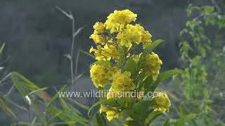 Yellow Tecoma flowers bloom gracefully in the Jabarkhet garden as a gentle breeze passes through.