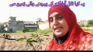 Aaj Mary Ghar batchy aay tha sipara parny to ya Kya ho gaya, yateem larki official vlog 