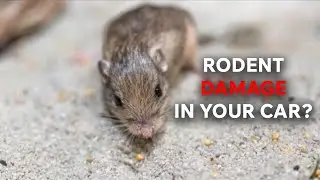 Tips for protecting your car from rodent damage in winter