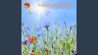Meadow Flowers
