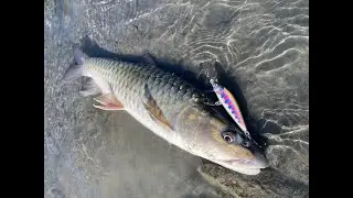 Rapala CountDown Elite Lure and 13 Fishing Fuse Carbon rod! 遇見冬天卷仔的熱情咬況。路亞/溪釣/烏溪/濁水溪/冬天 #202101