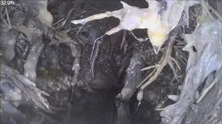 CNHInspections - ROOT INTRUSION Short Clip Sewer Scope Inspection Video