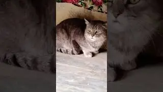 very aggressive street cat loud sound cats this radio for cat lovers