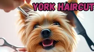 Yorkshire Terrier haircut ✂️ &ndash; Professional grooming at home | York grooming