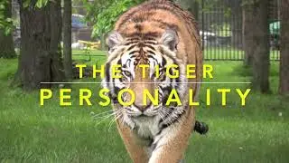 Tiger Personality Traits || Tiger characteristics || Animal In You